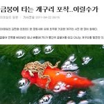 ☆★펌)금붕어 타는 개구리 <b>포착</b>..☆★