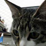 (사진有)♥♥♥♥♥♥♥♥깜찍하고 웃긴 고양이들과 같이 살기♥♥♥♥♥♥♥♥♥