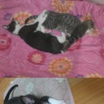 ★★★고양이 키우시는 분들 <b>필독</b>★★★