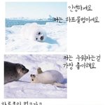 모피코트<b>입지</b>맙시다..