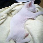 올해로 9살 되는 우리집 <b>야옹</b>이 [레이]자랑 하고 싶었음요..