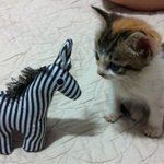 고양이 엄마가 많은 꾹꾹이 우리 회사