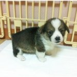 ★멍판★ 사진有)) <b>보리</b>(웰시코기) 귀 서는 과정ㅋㅋㅋ