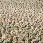 ★★★<b>배추</b> 이야기 들어주세요.(사진有)★★★