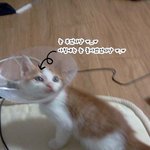 [사진有] 길냥이이야기3