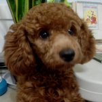 ★★★★대륙에서 건너온 사슴같은 푸들 강아지★★★★