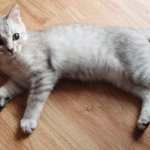 ★우리집 고양이 옹이를 소개 합니다!!!★
