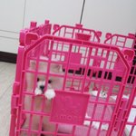 (2탄!수정!)★개★판★아기포메 이름은 크림이요 성은 생이니라(사진...