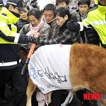 송아지는 누가 살려주나요?