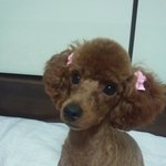 강아지를 찾습니다. 제발 도와주세요. 죽을 것 같아요.