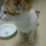 남양주시 진접읍 장현리에서 갤<b>스</b>2<b>화이트</b>주우신분ㅠㅜ돌려주세요.......