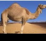 추위에 강한 동물에 이어 더위에 강한 동물<b>top</b>3