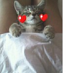 [고양이판] ★★사진★★일상이화보, 우리집고양이들 (수정)