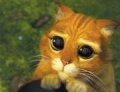 우리집에사는 귀여운고양이<b>인대</b>..신발을신어요 ㅠㅠ