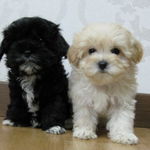 사진有))◎강사모◎(<b>품종</b> 사기 조심하세요)