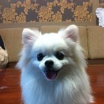 <개판>우리집의 세상 최고 강아지 김꼰님!을 소개 합니다!!!!...