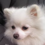 삼천포 소방서 앞에 있던 강아지 주인을 찾아요[사 진有有]~(착하신...