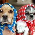 사랑을 <b>갈구</b>하는 우리강아지들이야기♡