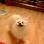 [동물판/개판/사진有] 나를 철들게한 우리 개님 ㅋㅋㅋㅋ