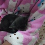 ※★☆(스압) ★냥판!!★<b>미묘</b> 제이를 소개합니다~