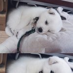 ★(개판 사진有) 마스코트 둥딩뇬을 소개합니다!★