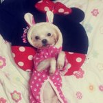 우리집강아지는 모델견''@