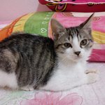 ★★고양이 좀 찾아주세요. (강북구 송천동)★★