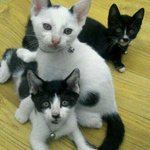 [고양이] 애기들 잘 지내고 있는지 궁금허네요
