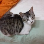 ★★고양이를 잃어 버렸어요.(강북구 송천동)