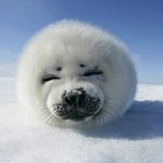 하프물범을 살려주세요 !!