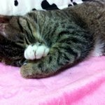 ★★★★★★(고양이판,사진有)도도x개냥o<b>순둥이들</b>소개합니다.!!★★★★★★★★