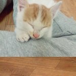 ▶고양2◀  <b>요미</b>를 소개합니다