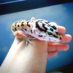 재수정[<b>동물</b>판/사진有] 절대 흔하지 않은 우리집 귀요미 도마뱀!