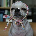 꾸꾸랑 목도리 둘다 <b>귀엽</b>