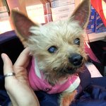 사진有) 길에 버려져있는 강아지를 데려왔어요!