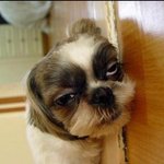 아 개졸려 <b>빠잉</b>