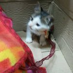 ★★★귀여운 고양이판★★★(사진有느님)