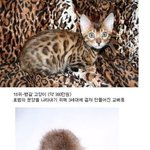 ★★세상에서가장비싼동물<b>top</b>16★★★