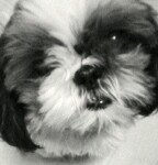 ★ 동물판 ★ <b>시츄</b>가 제일 잘나가~♬ 멋찐남자~☆