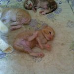 고양이판)우리<b>집</b>고양이<b>네</b>마리모두이름은'나비'