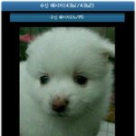 ★★犬판★★이렇게 귀여운 개 본 적 없을 걸★★犬판★★
