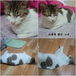 *고양이판* 고양이라서 햄볶아요~(사진有)(스크롤 압박) *동물판*