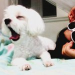 개판) 귀염둥이 <b>토토</b>를 소개합니당 :)