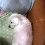 ☆★ 사람같은 저희집강아지를 소개합니다 ★☆ (사진이 너무 많음...