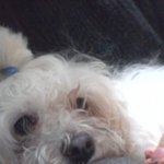 ★★★도와주세요!!! 백사마을 1500마리의 유기<b>견들</b>!!!!★★★