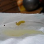 ★생리대에서 <b>애벌</b>래가..(사진有)★