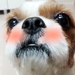 ★★★[개판]우리집강아쥐복실이^^★★★