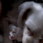 사진有)★조금특별한저희집애완동물을소개합니다★