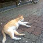 길고양이 잘보살펴준게 그렇게 잘못한건가요?