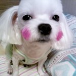 우리강아지 때문에요